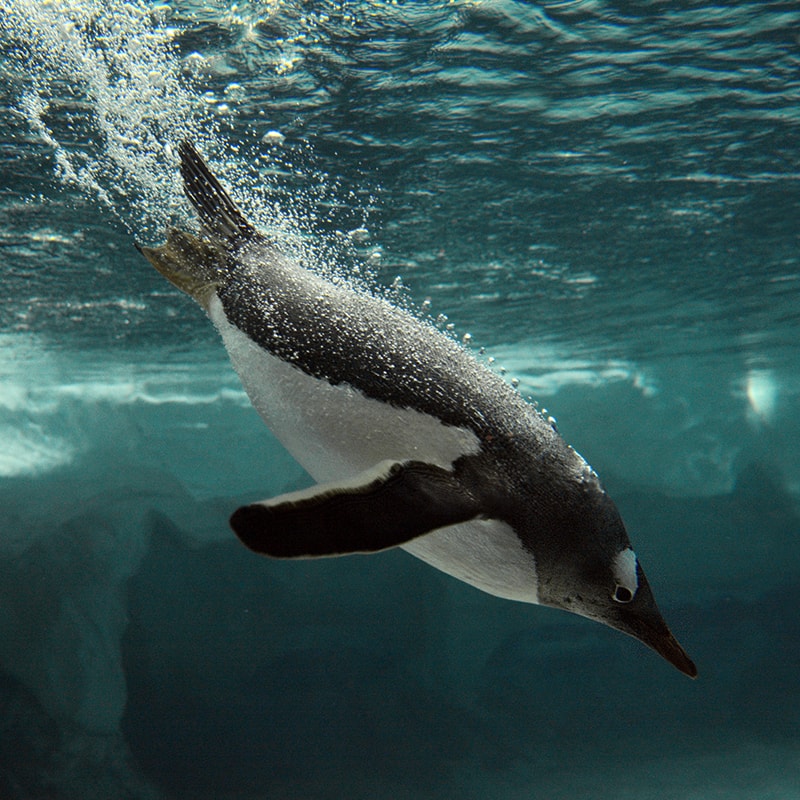 <p>A gentoo penguin diving in Antarctica  (Credit: ChameleonsEye/Shutterstock)</p>